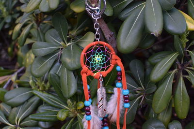 Close-up of fruits growing on tree