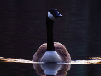 Swan swimming in lake