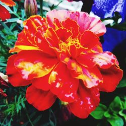 Close-up of red flowers blooming outdoors