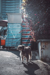 Dog on street