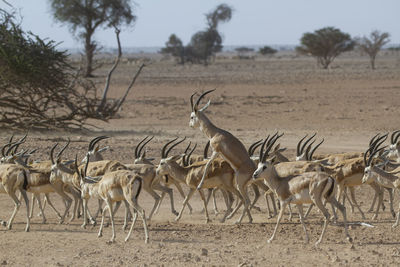 Arabic gazelle 3