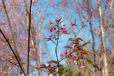 Low angle view of cherry blossoms against sky