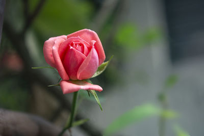 Close-up of red rose