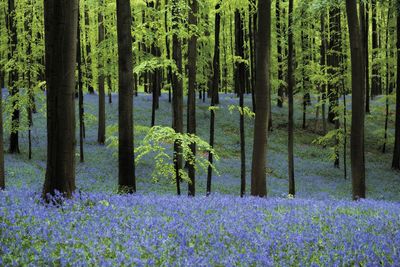 Trees amidst flowering plants in forest