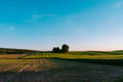 Scenic view of agricultural field against sky