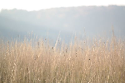 Plants growing in field on sunny day