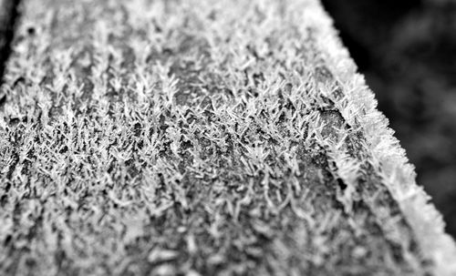 Close-up of frozen plant