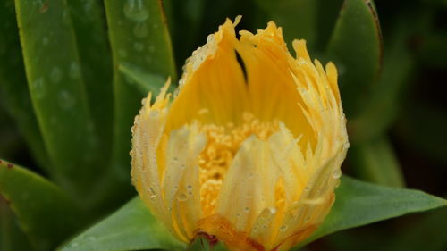 Close-up of yellow flower