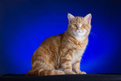 Portrait of cat sitting against blue background