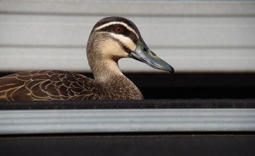 Close-up of bird