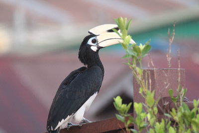 Close-up of bird perching on a plant