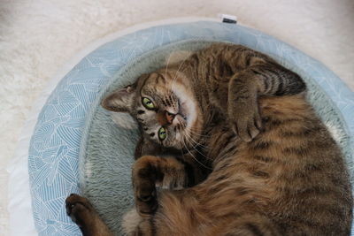 High angle view of cat resting on bed