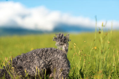 Close-up of lizard on field against sky