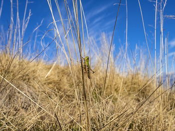 Grasshopper on a blade of grass