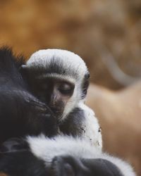 Close-up of a monkey