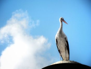 Low angle view of seagull perching on roof against sky