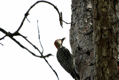 Bird perching on a tree