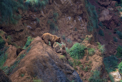 Two wolverines played on a rock in the mountain. childhood games