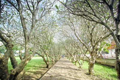 Trees in park