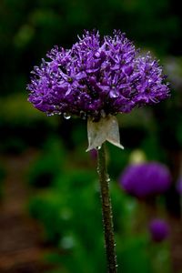 Close-up of purple flowers blooming outdoors