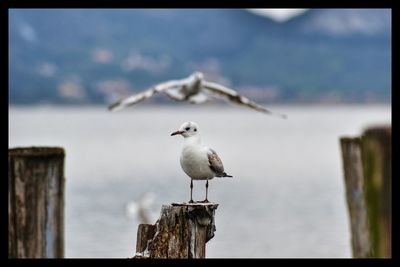 Seagull perching on wooden post by sea against sky