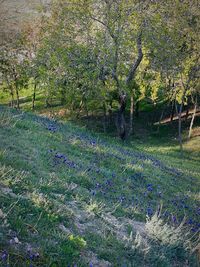 Scenic view of trees growing on field