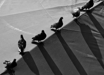 High angle view of pigeons on roof