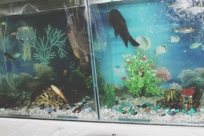 View of fish swimming in aquarium