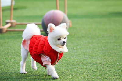 Dog running on field