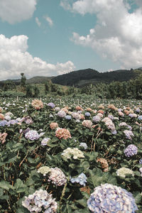 Scenic view of flowering plants on land against sky