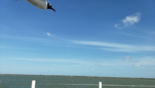 Seagull flying over sea against sky