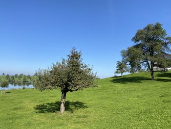 Trees on field against clear sky