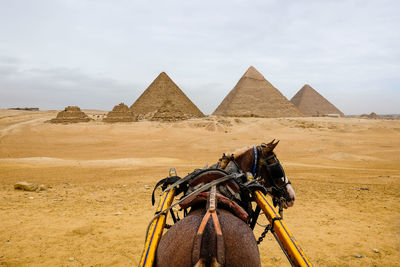 Horse stood on sand in front of pyramids of giza