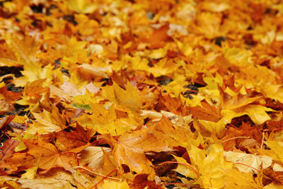 Full frame shot of yellow maple leaves