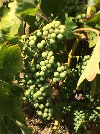 Close-up of grapes