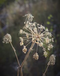 Close-up of plant against blurred background