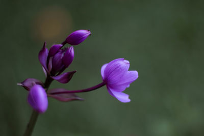 Close-up of purple flowers blooming outdoors