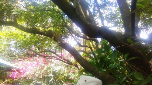 Low angle view of tree against sky