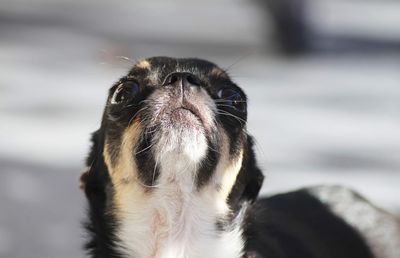 Close-up of a chihuahua looking up