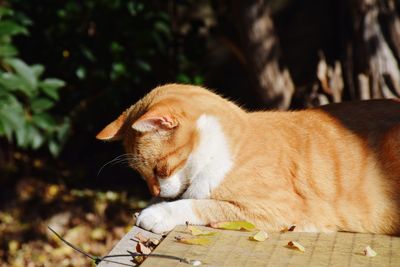 Close-up of cat