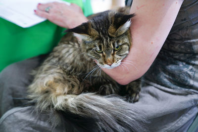 Full length of hand holding cat