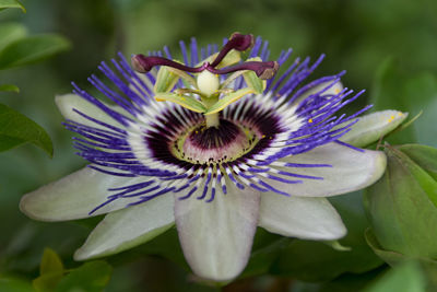 Close up of purple flower