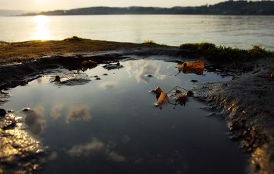 Birds in lake against sky