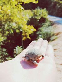 Close-up of hand holding shell