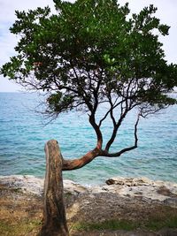 Tree by sea against sky