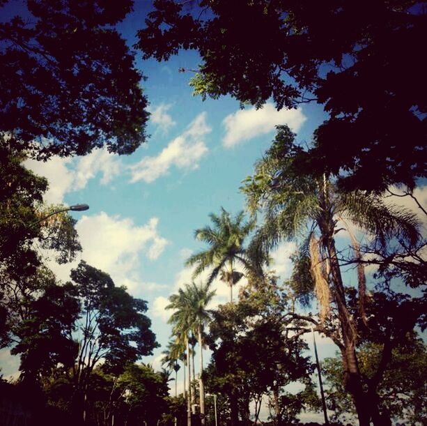 tree, low angle view, sky, growth, branch, tranquility, palm tree, silhouette, nature, beauty in nature, tree trunk, cloud - sky, tranquil scene, scenics, cloud, blue, outdoors, no people, day, sunlight