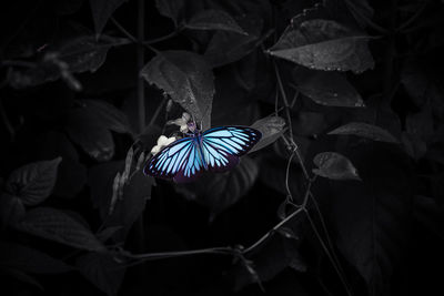 Close-up of butterfly on plant