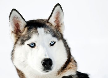 Close-up portrait of white dog on snow