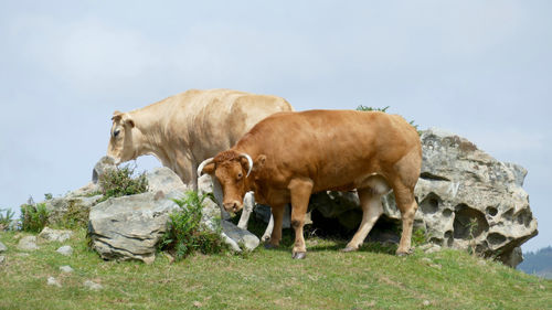 Cows grazing in a field