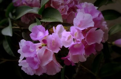 Close-up of pink flowers